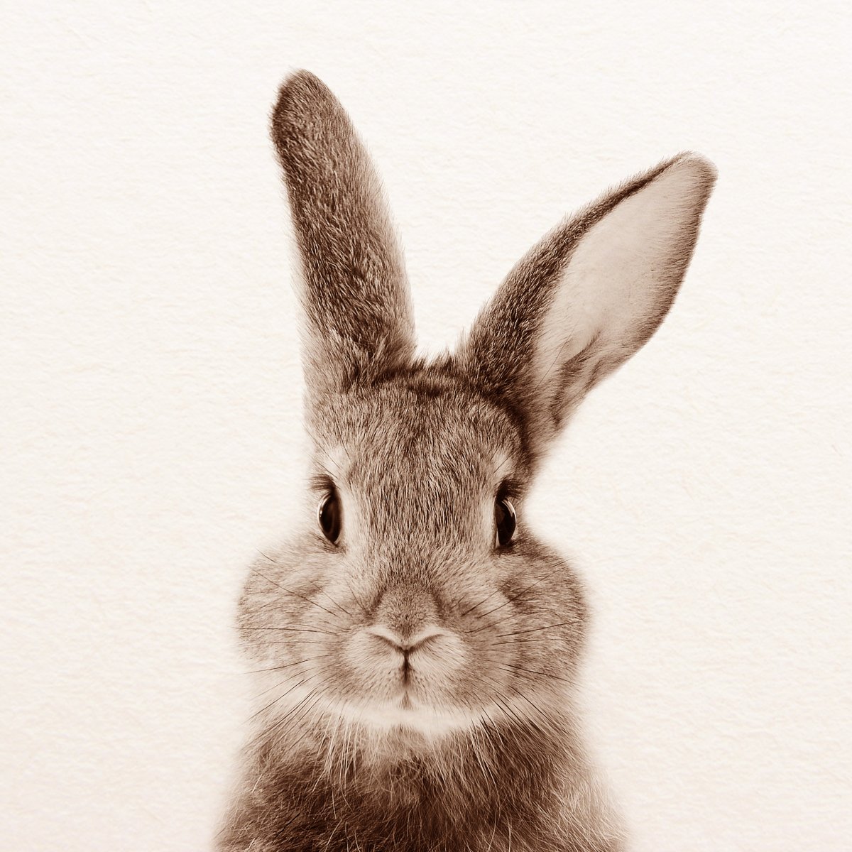 Кролик улыбается