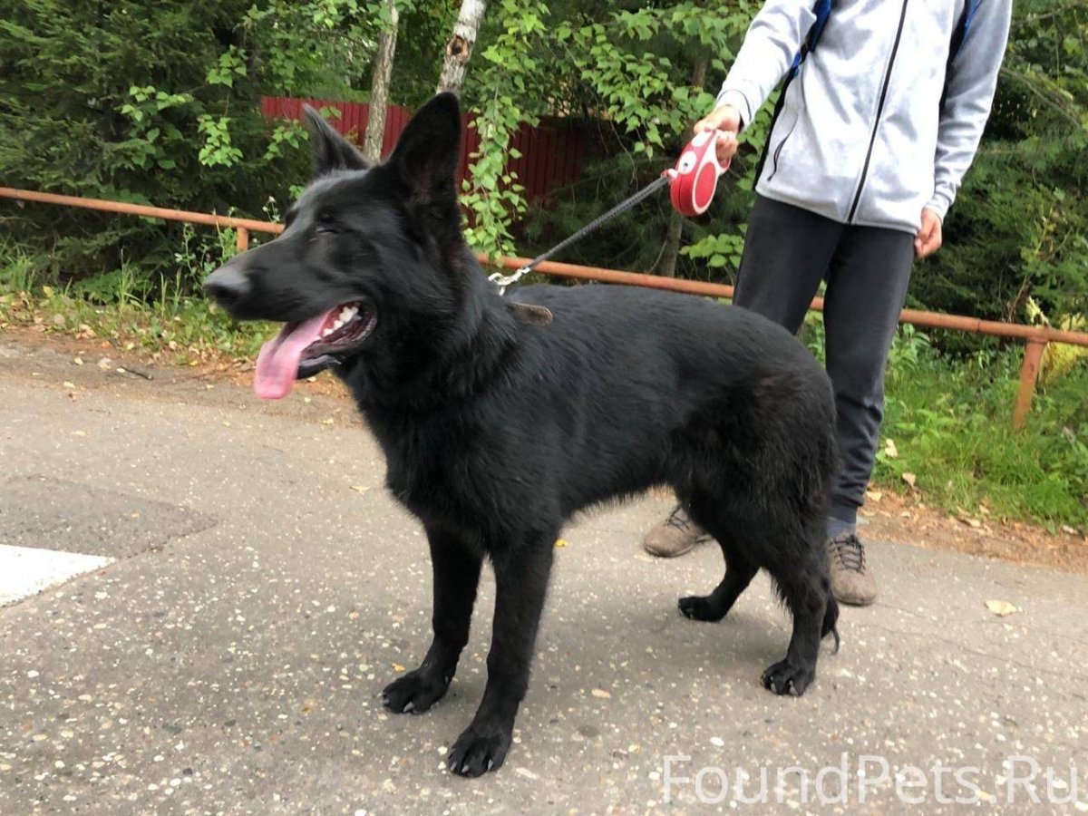 Черная овчарка Сириус