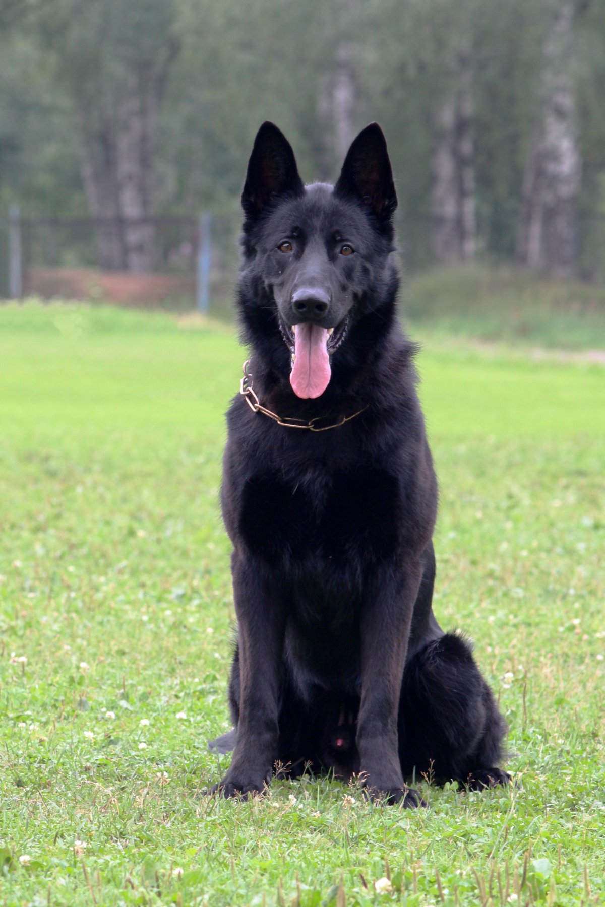 Восточно-европейская овчарка черная