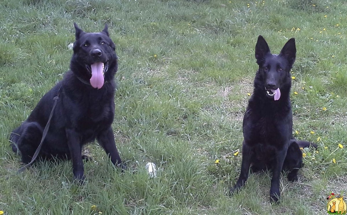 Восточно-европейская овчарка черная
