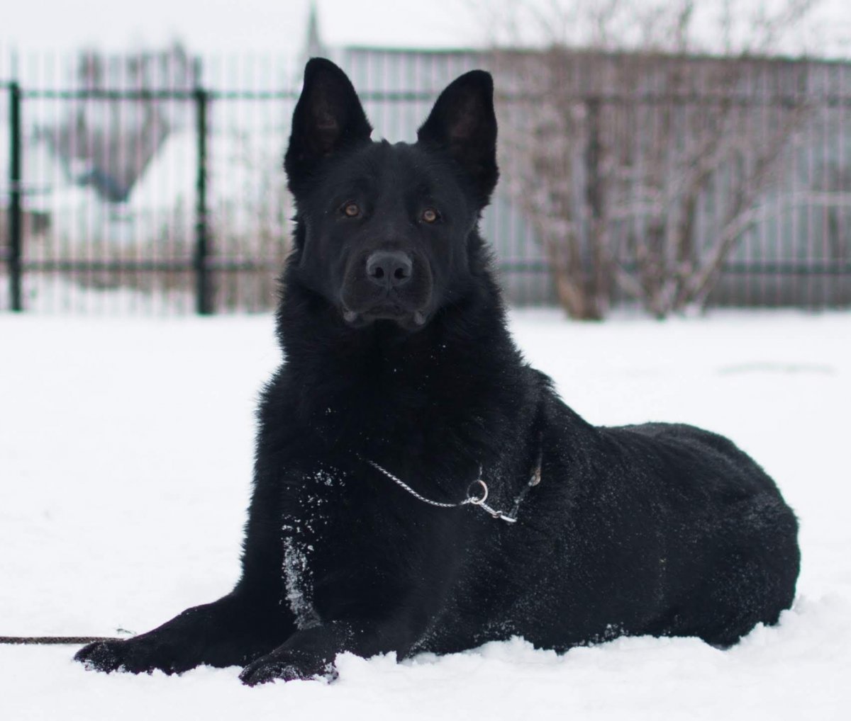 Собака Восточно-европейская овчарка Сэнд Ирсэй мажор
