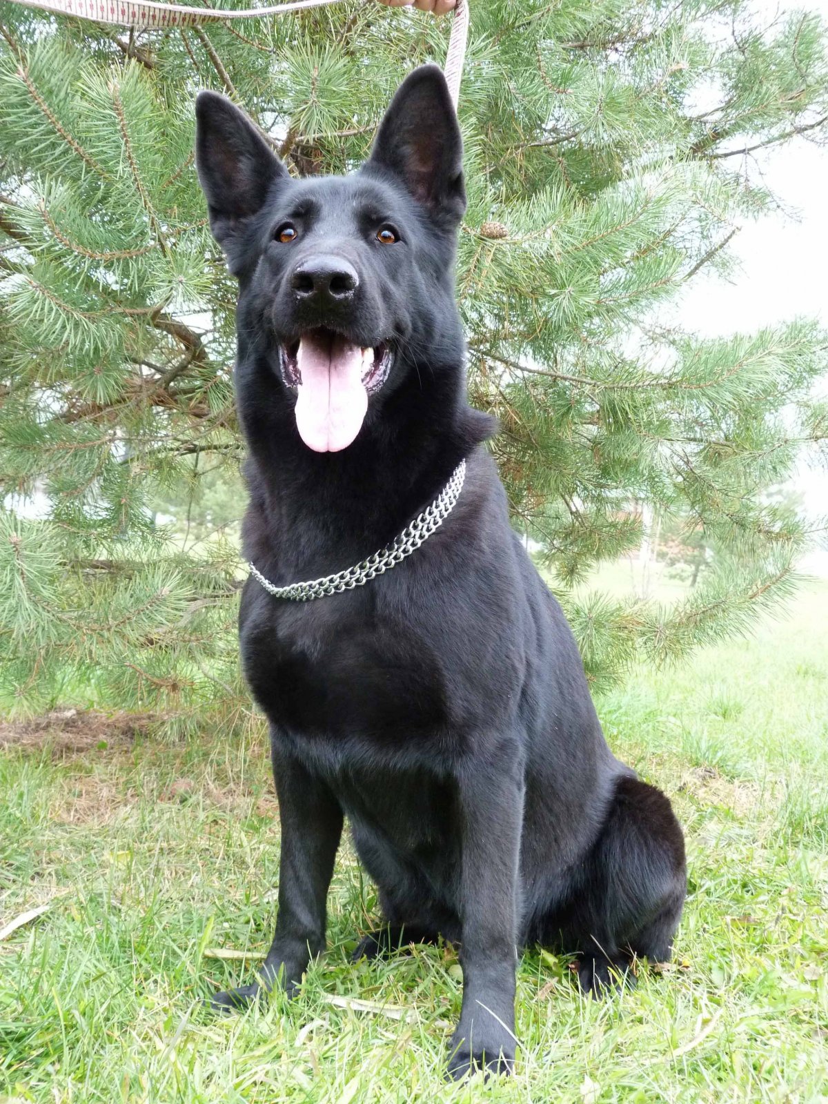 Восточно-европейская овчарка черная