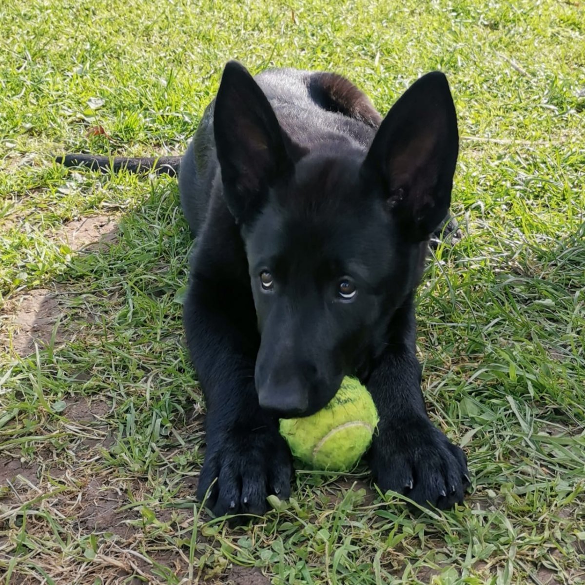 Овчарка европейская Дальневосточная