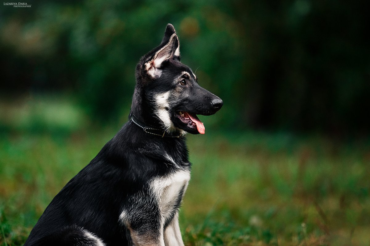 Восточно-европейская овчарка черная