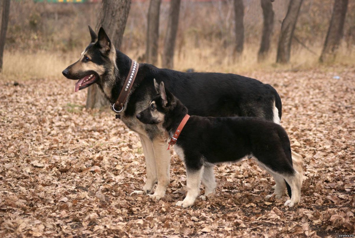 Восточноевропейская овчарка черная