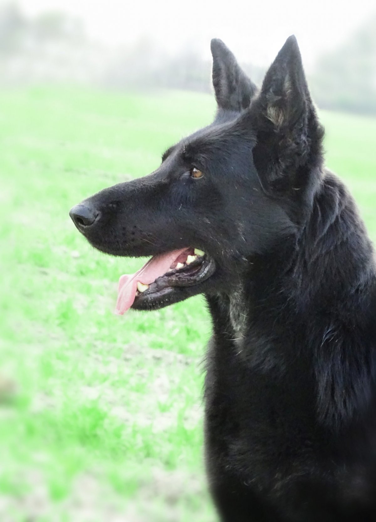 Картинка собаки всеядны