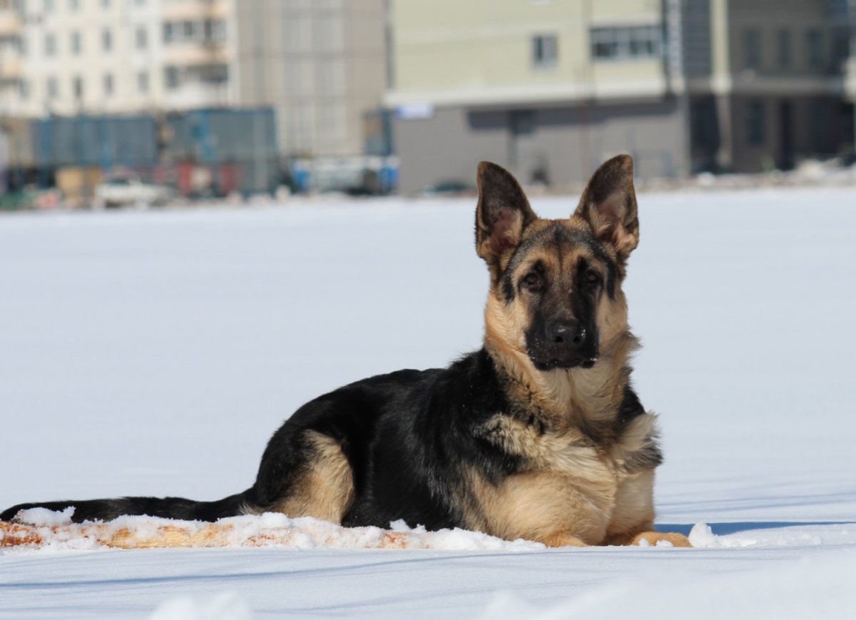 Восточноевропейская овчарка холка