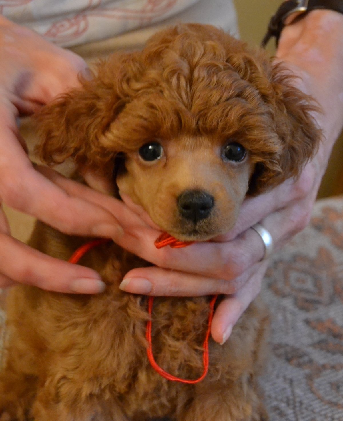 Гибрид шпица и пуделя