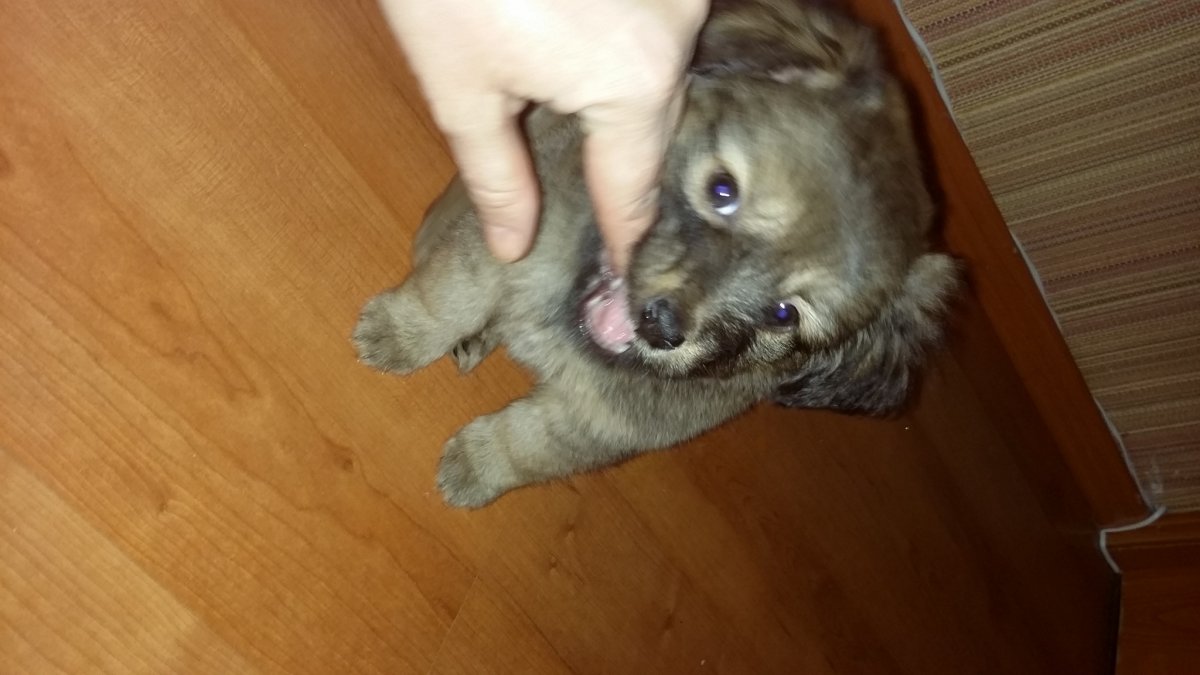 Имена для мальчиков щенков шпица