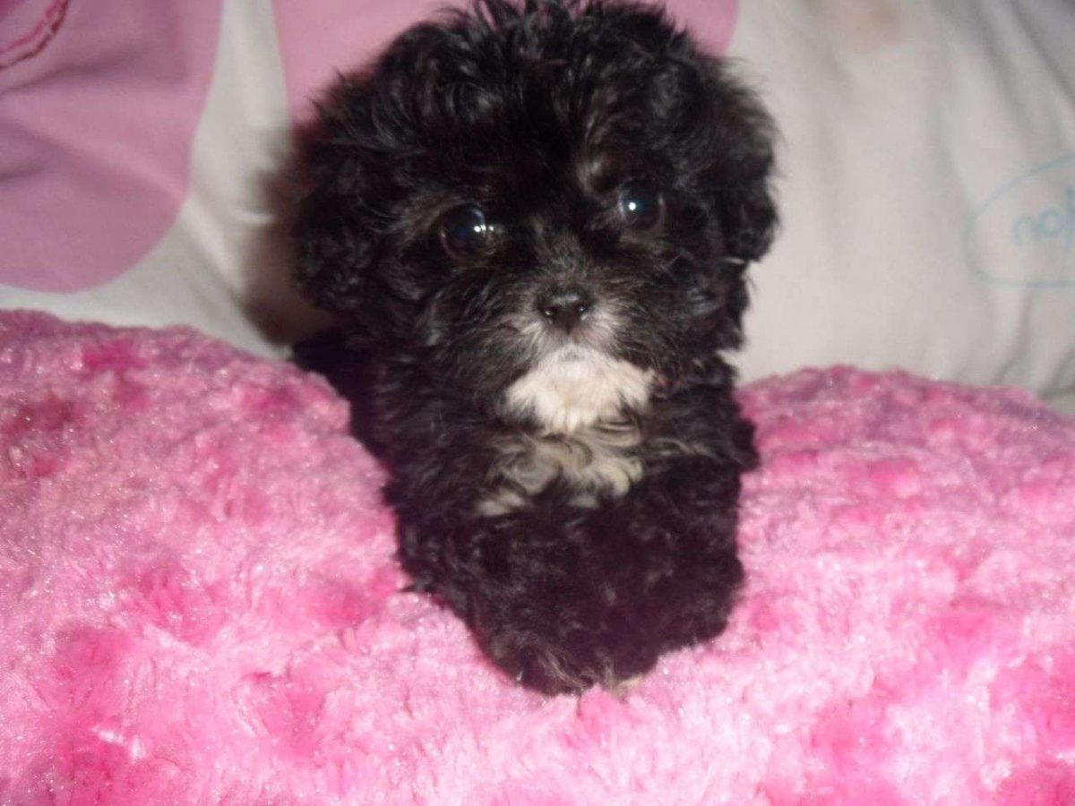 Метис пуделя и чихуахуа