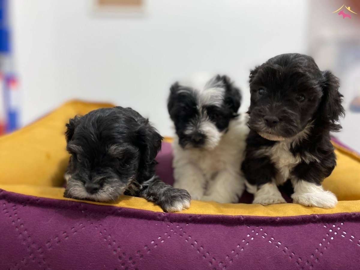 Мальтипу и шпиц смесь