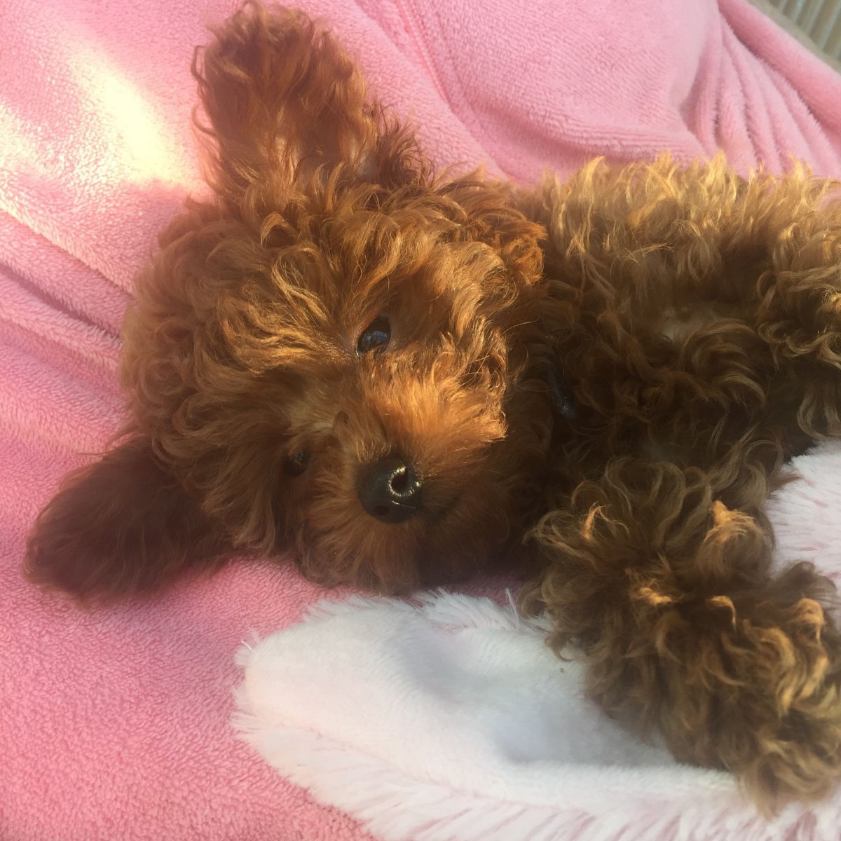 Помесь шпица и той пуделя