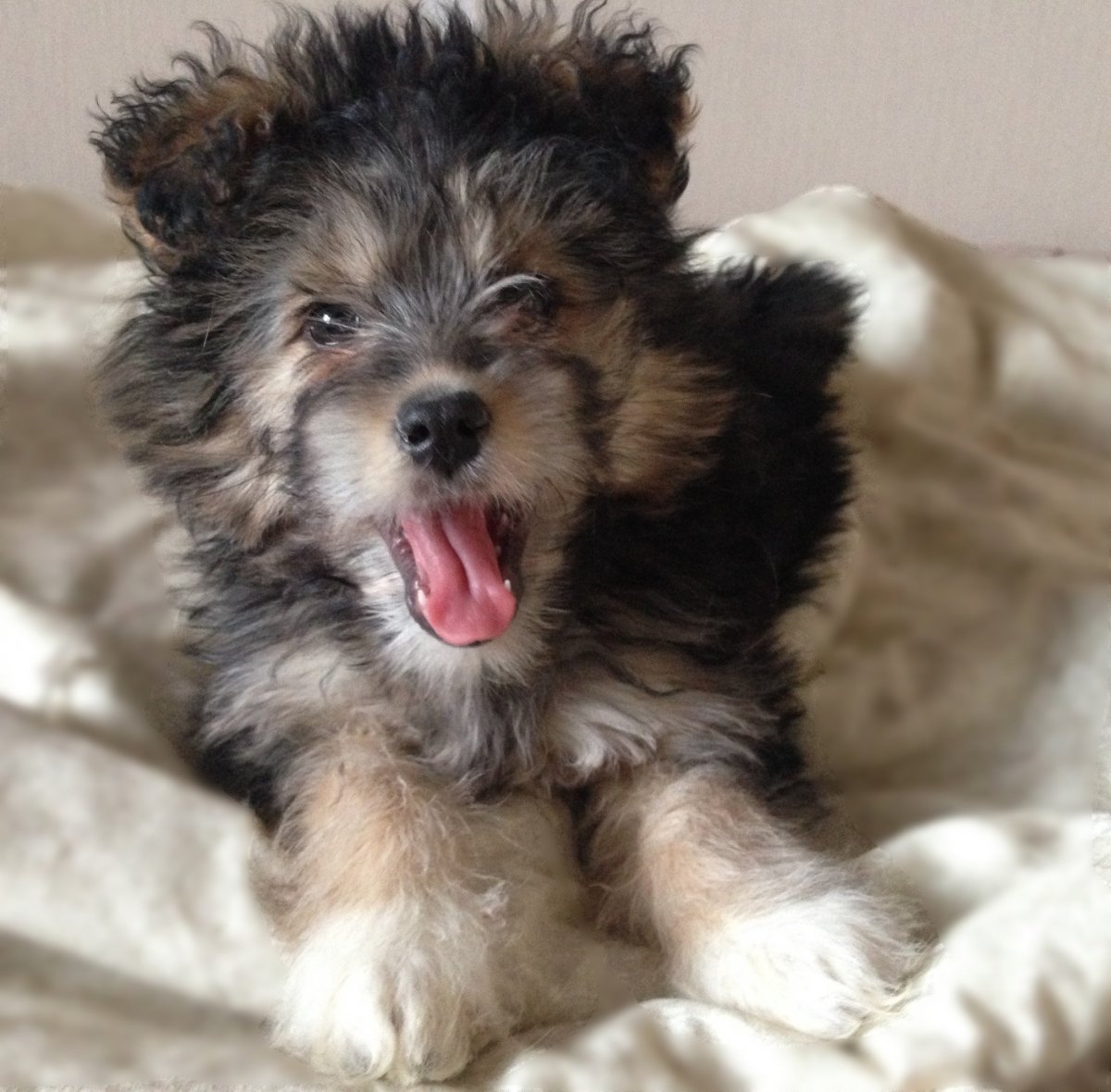 Метис пуделя и шпица