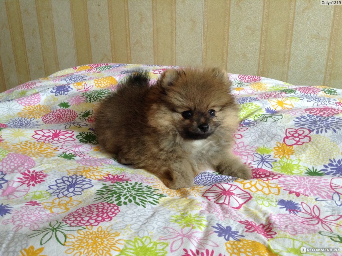 Метис померанского шпица