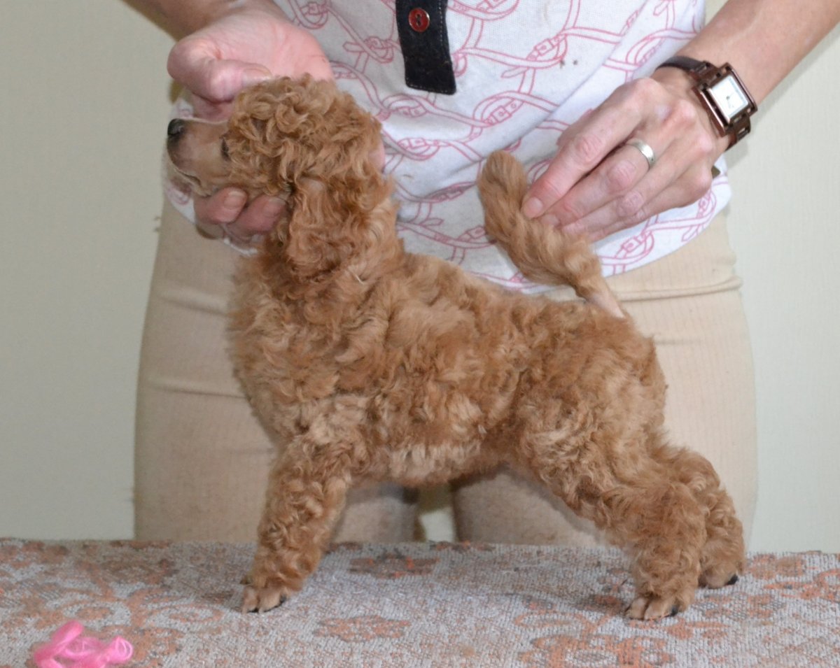 Метис шпица и той пуделя