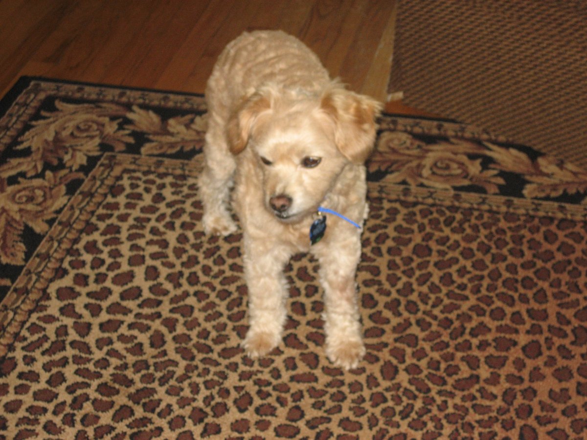 Метис Джек Рассела и пуделя