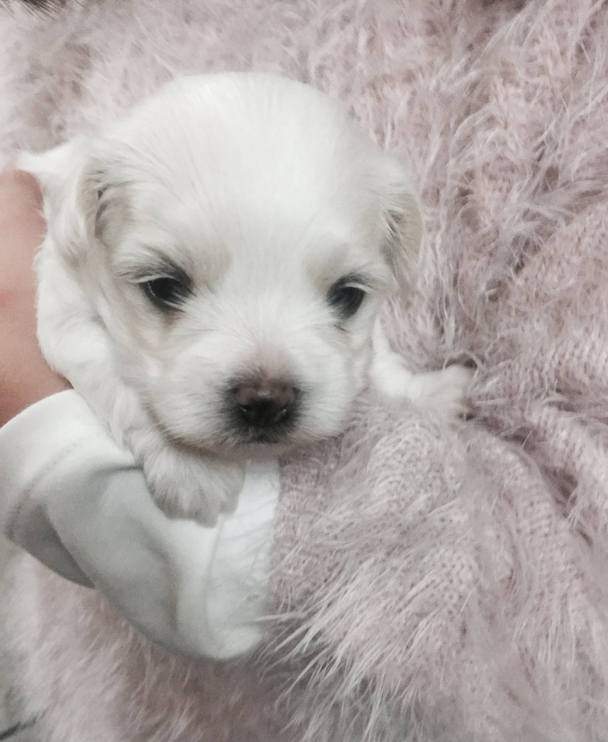 Метис Йорка и той пуделя