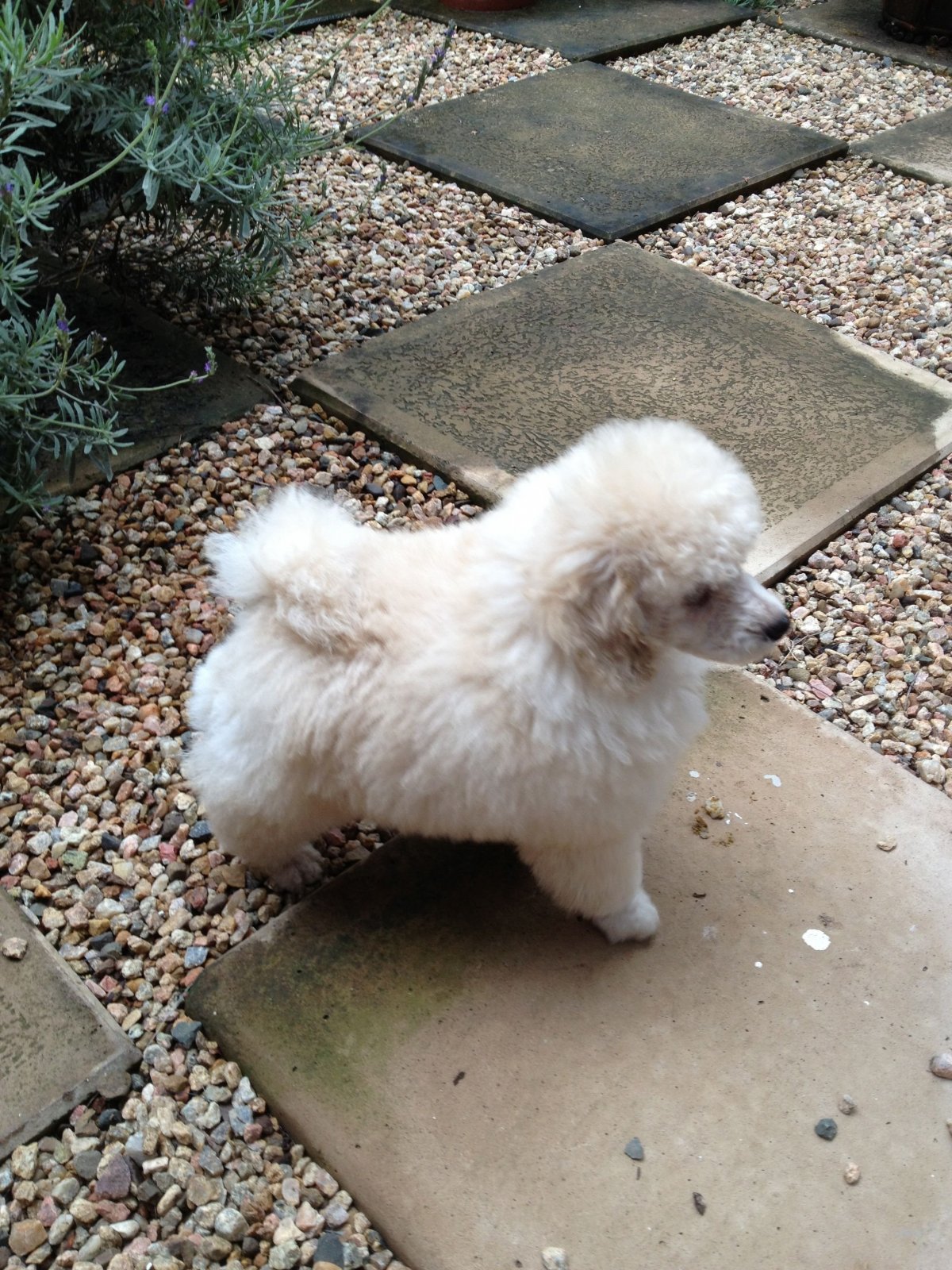 Карликовый пудель шпиц