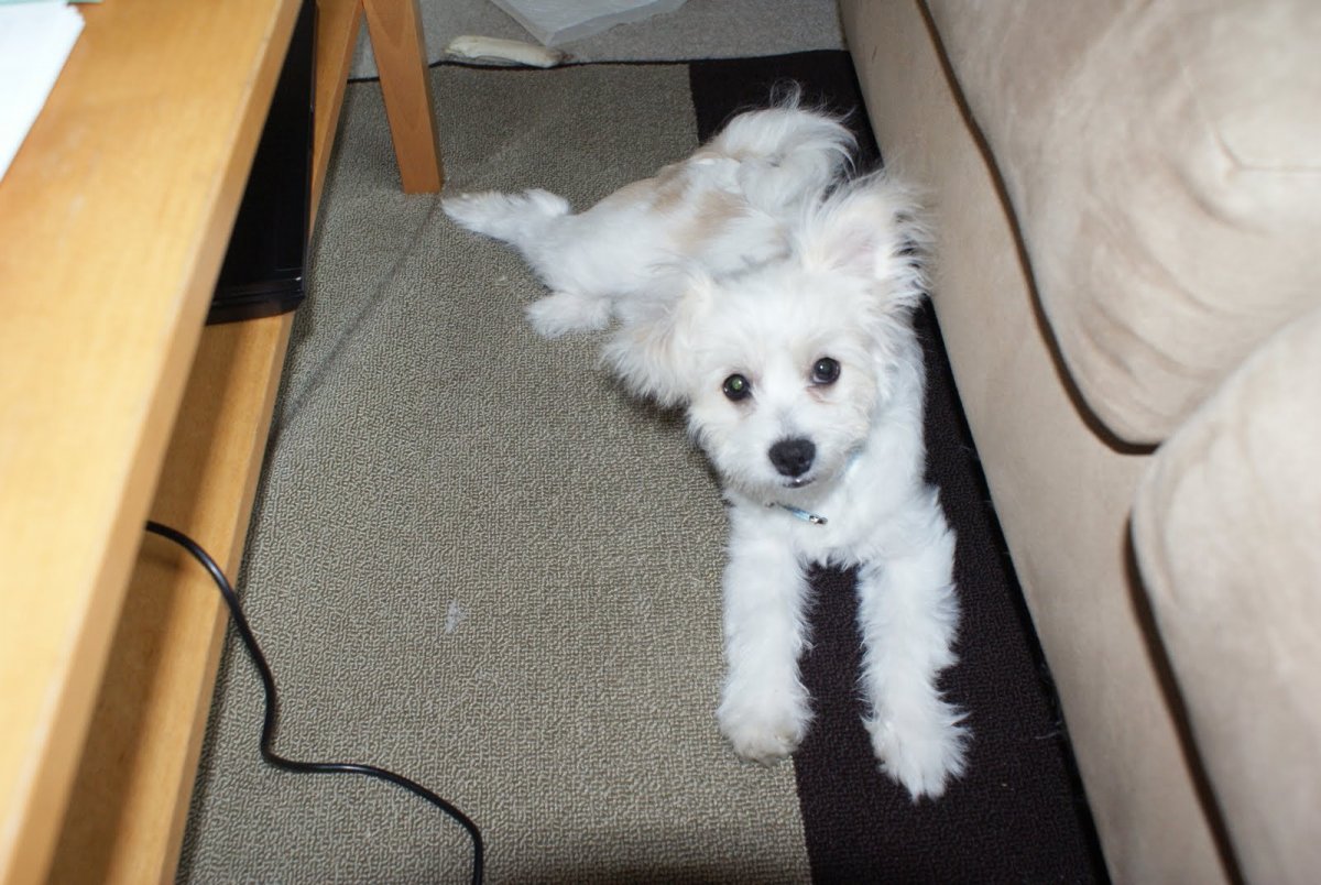 Метис шпица и Бишон фризе