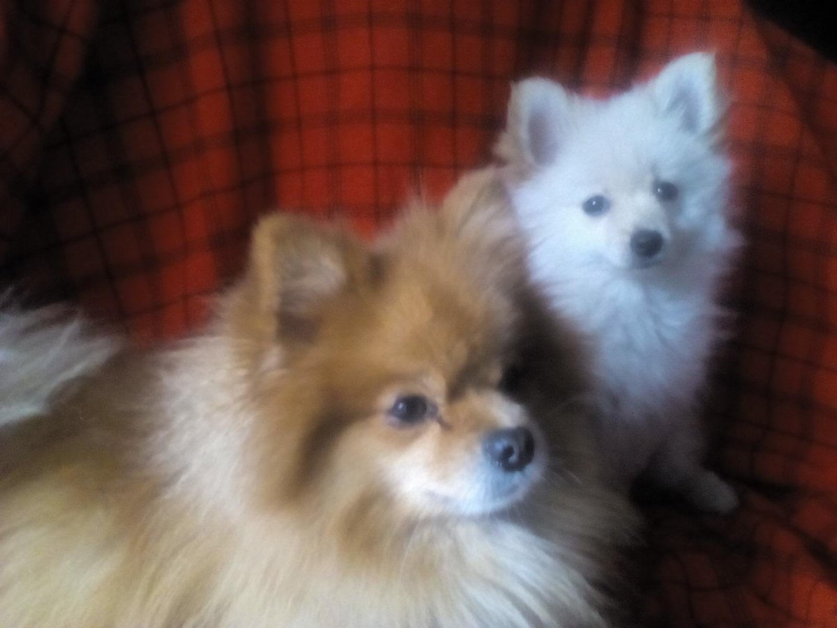 Той-пудель купить