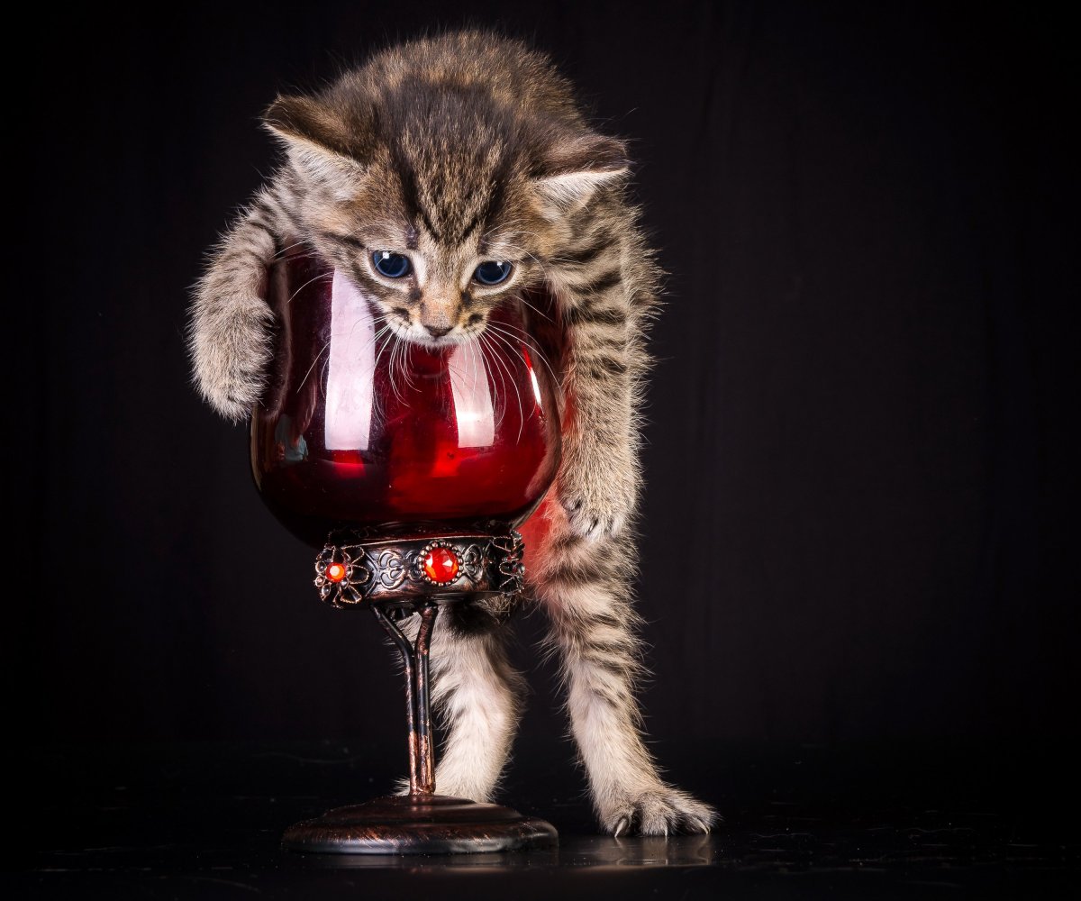 Кот с пивом