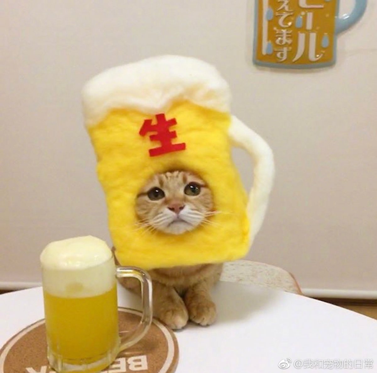 Котенок с мороженым