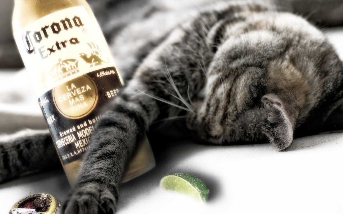 Котэ приколы