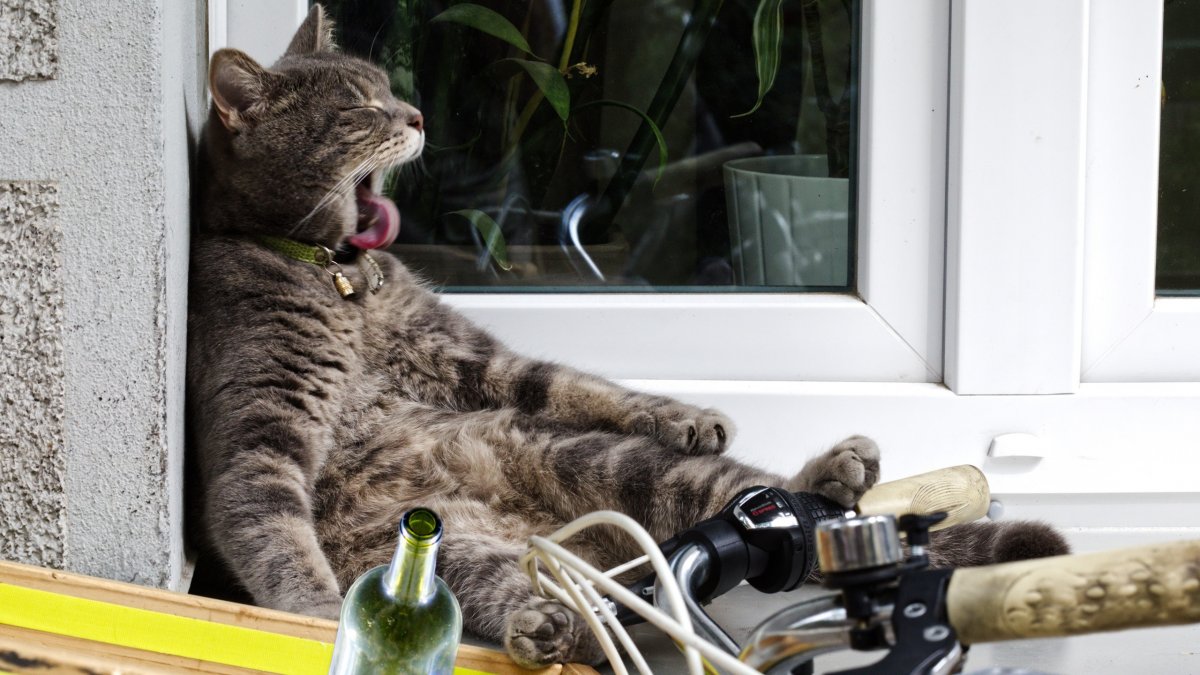 Кот в запое