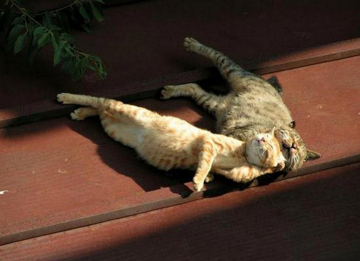 Кот с вином