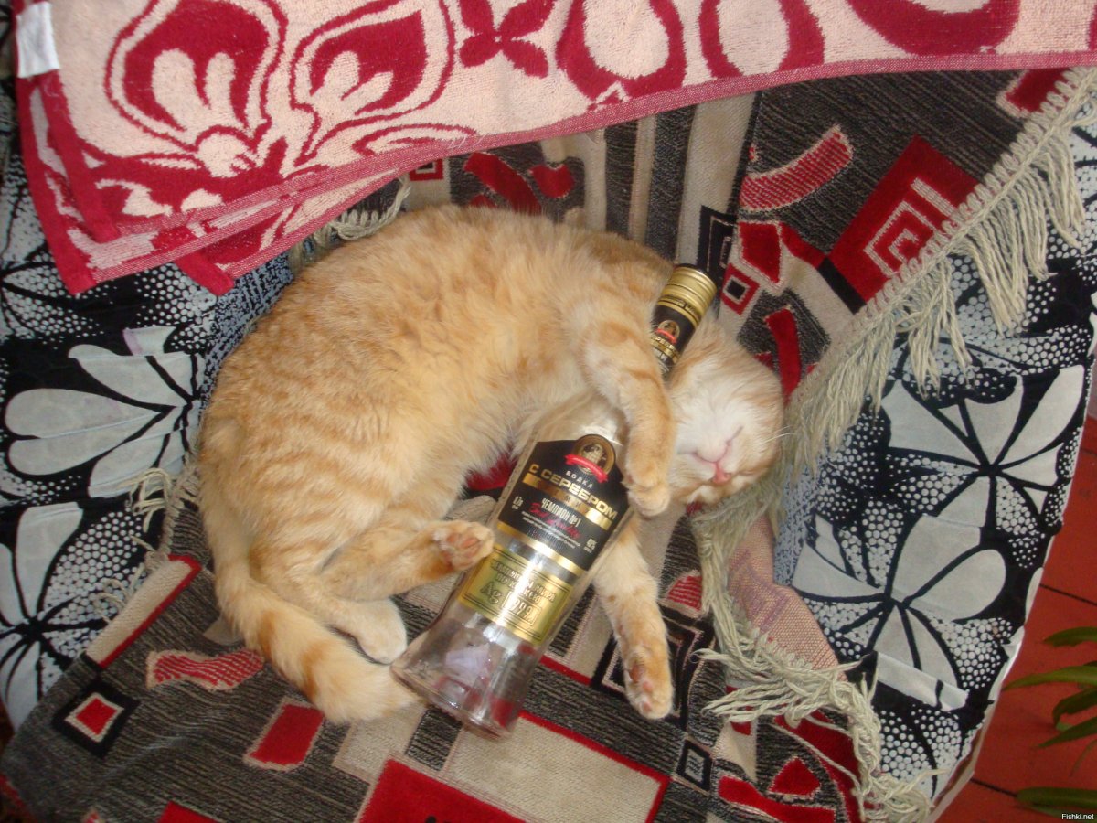 Кошка бухает