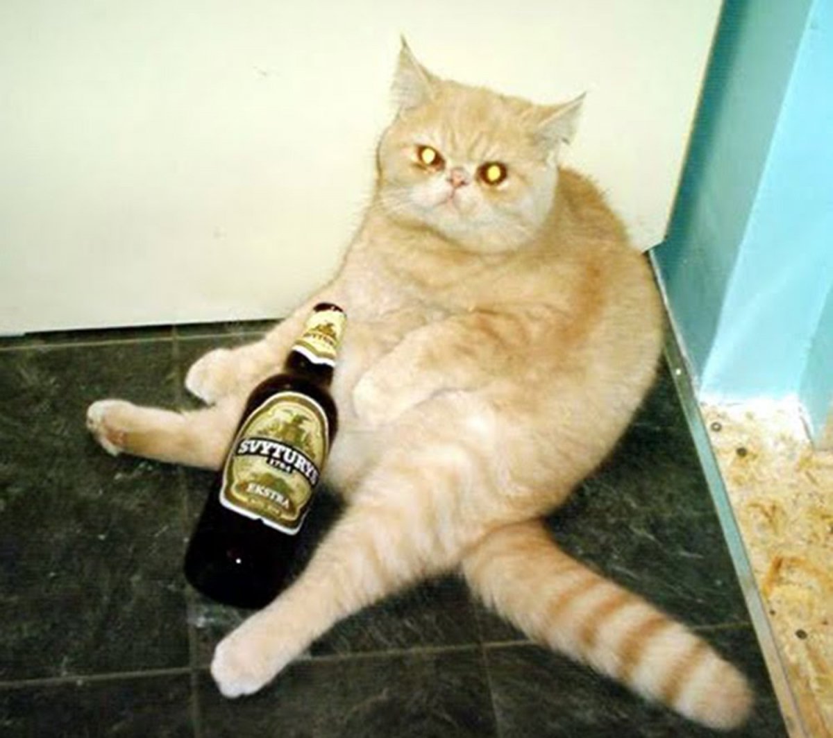 Кот с пивом арт