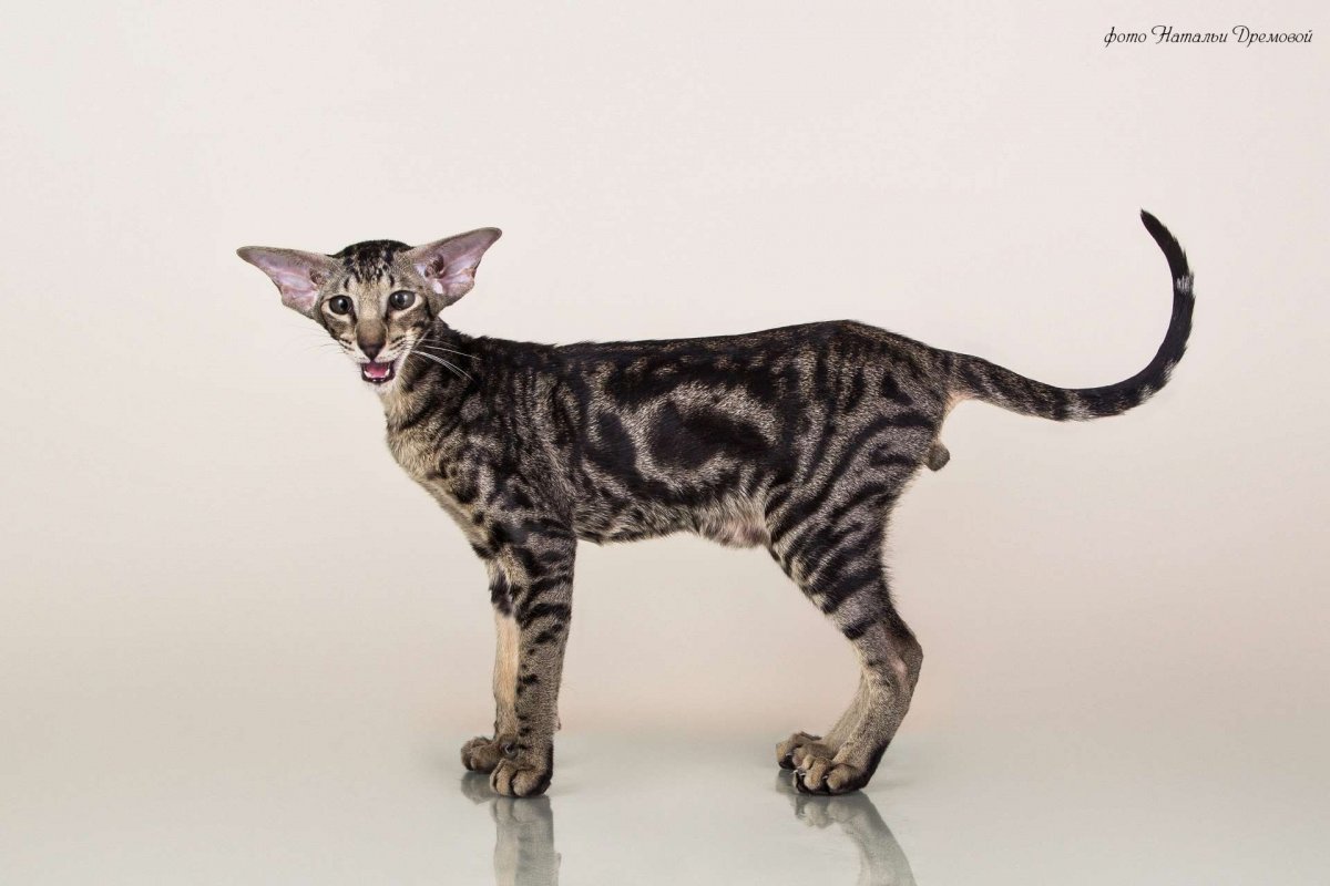 Ориентальная кошка мраморная