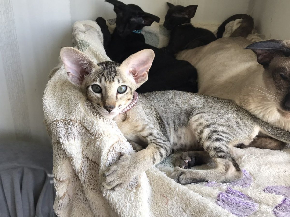 Фото ориентальных котят это не кошки с которых можно деньги иметь