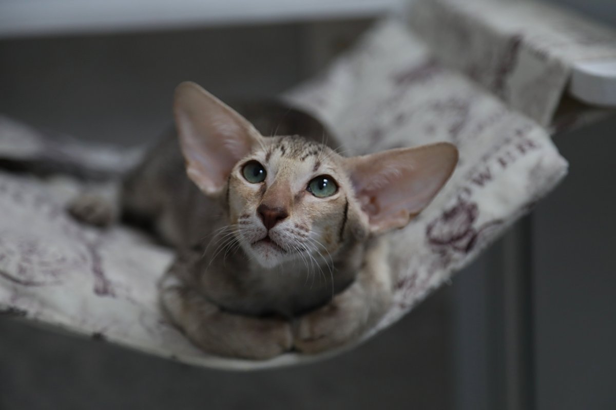 Ориентальная кошка с висячими ушами