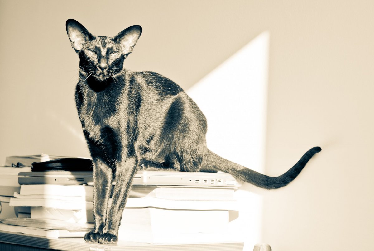 Ориентальная кошка