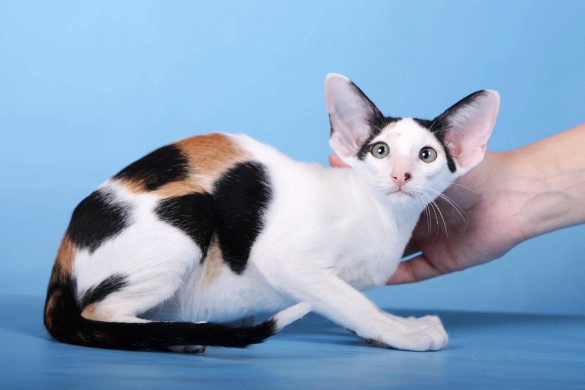 Ориентал рост в холке