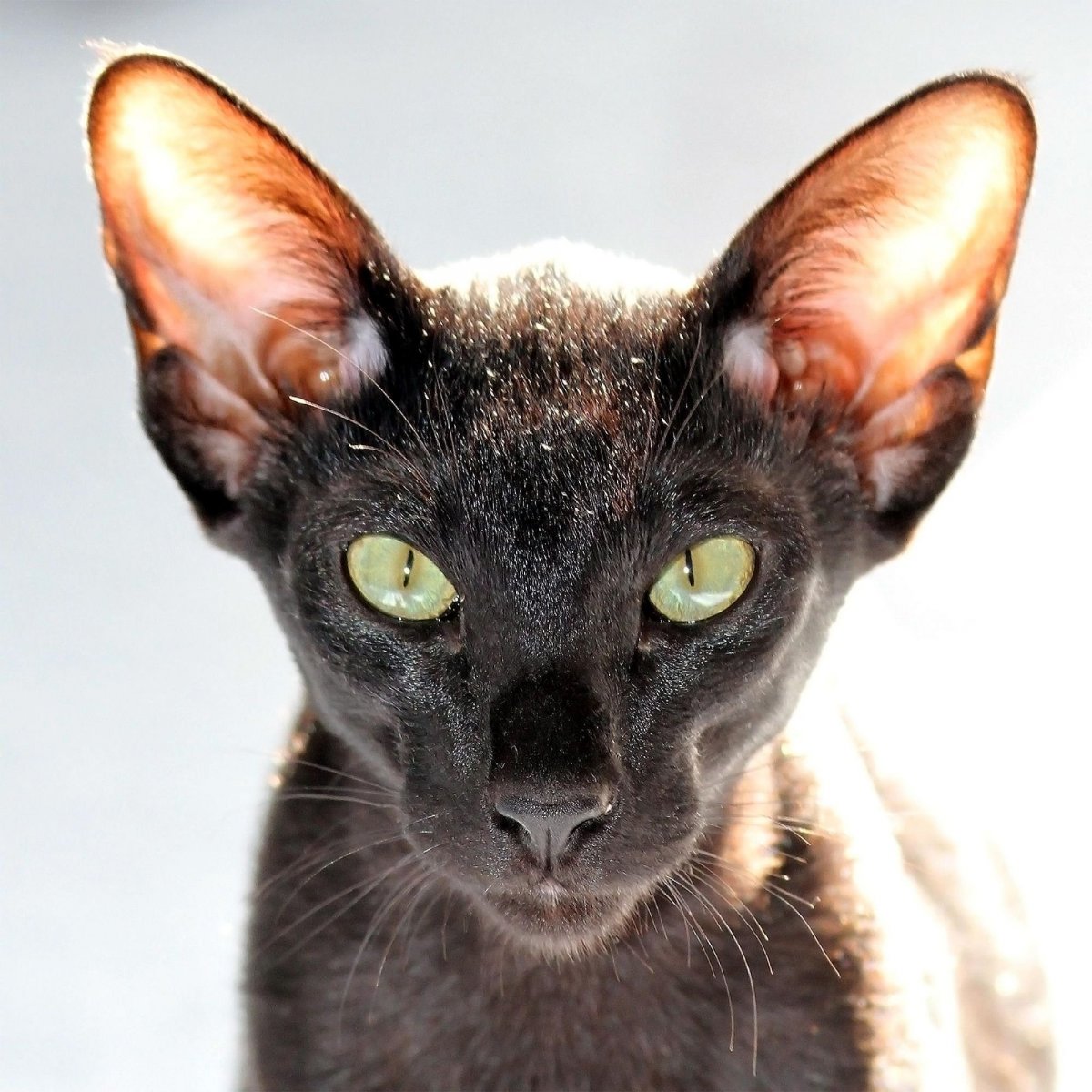 Корниш рекс Ориентал