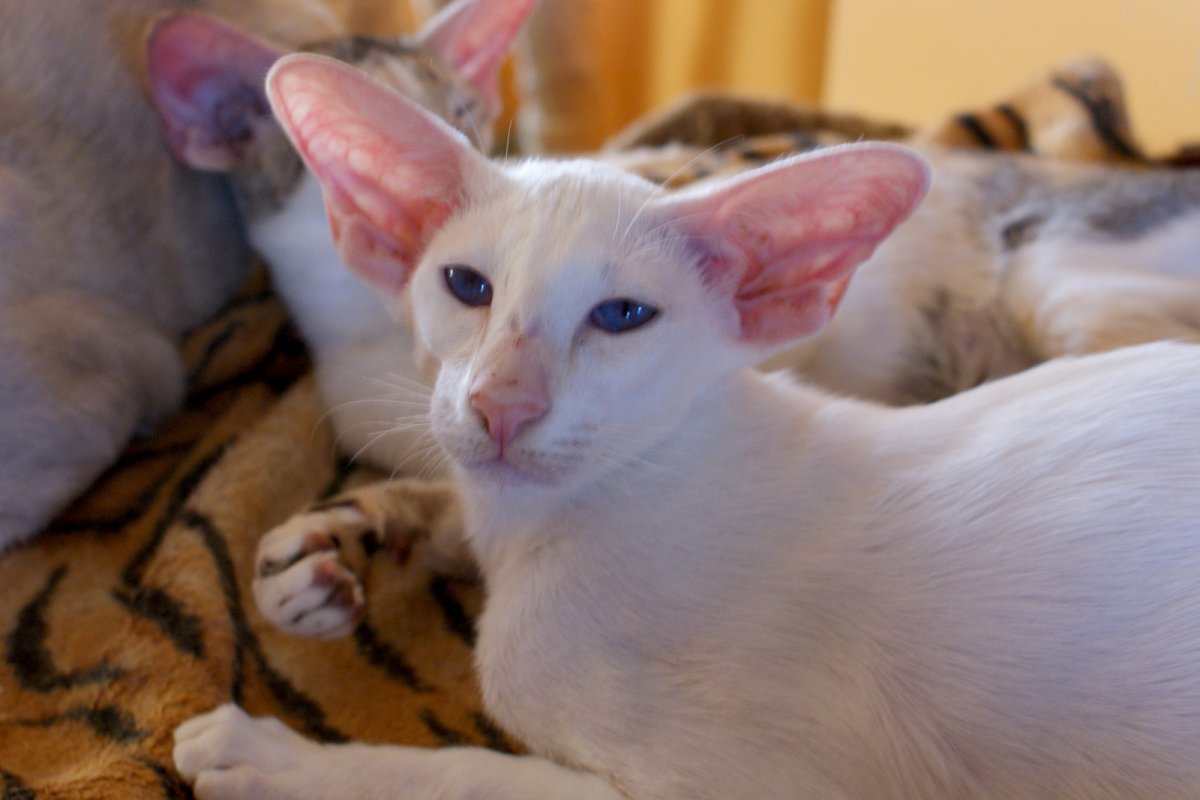 Ориентальная кошка экстремального типа грузин