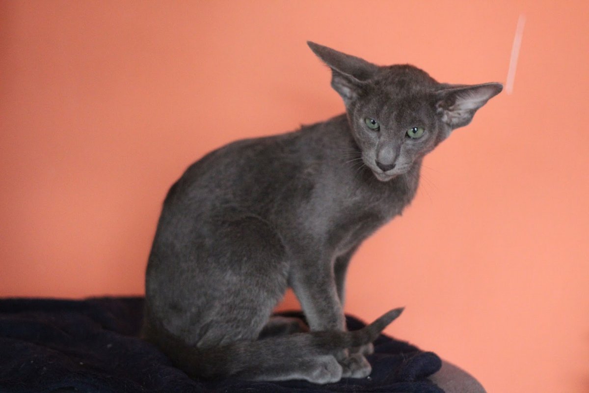 Толстый ориентальный кот