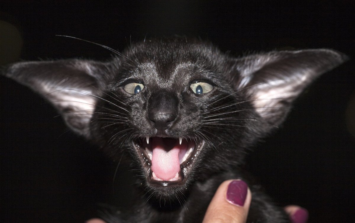 Ориентал вампир