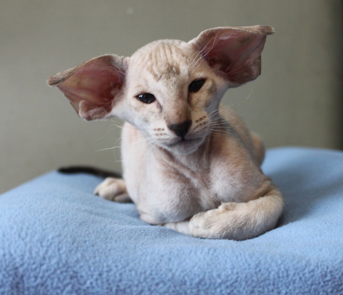 Ориентал 40 мг