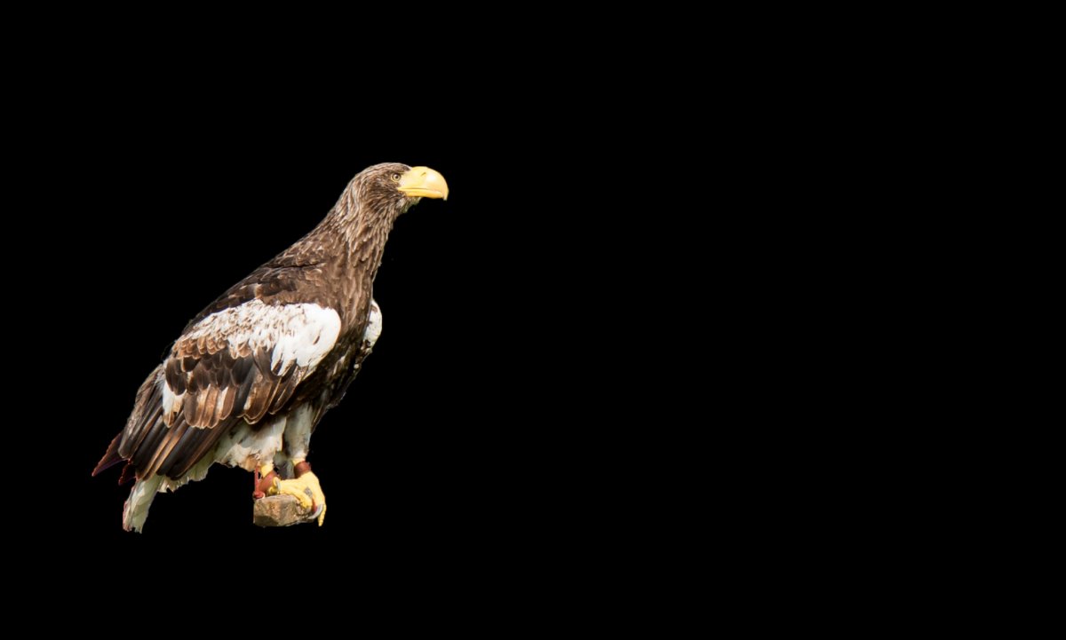 Белоголовый Орлан в горах