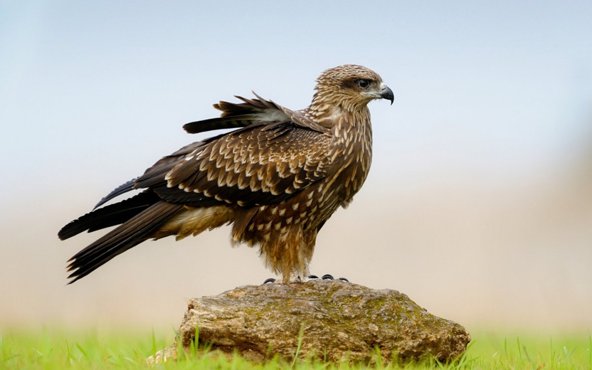 Кавказский горный Орел