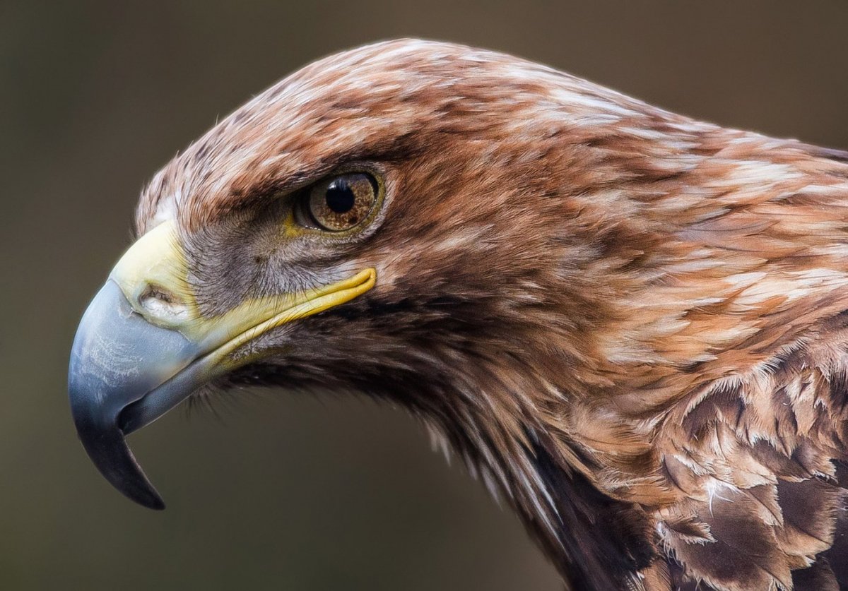 Белоголовый Беркут Дагестан