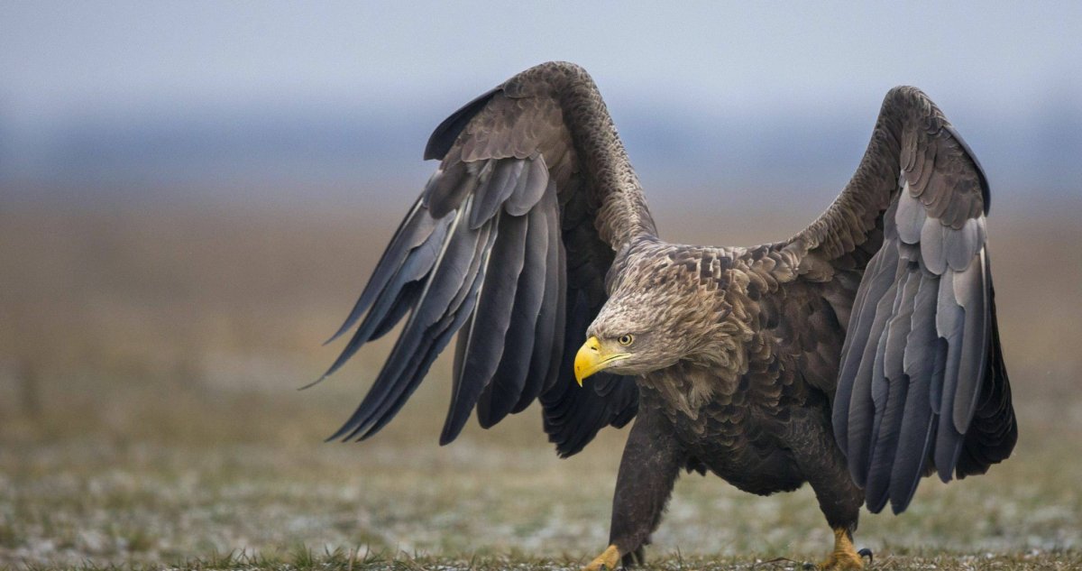 Черный ястреб птица