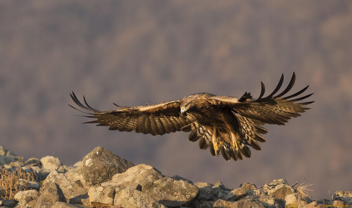 Кавказский горный Орел