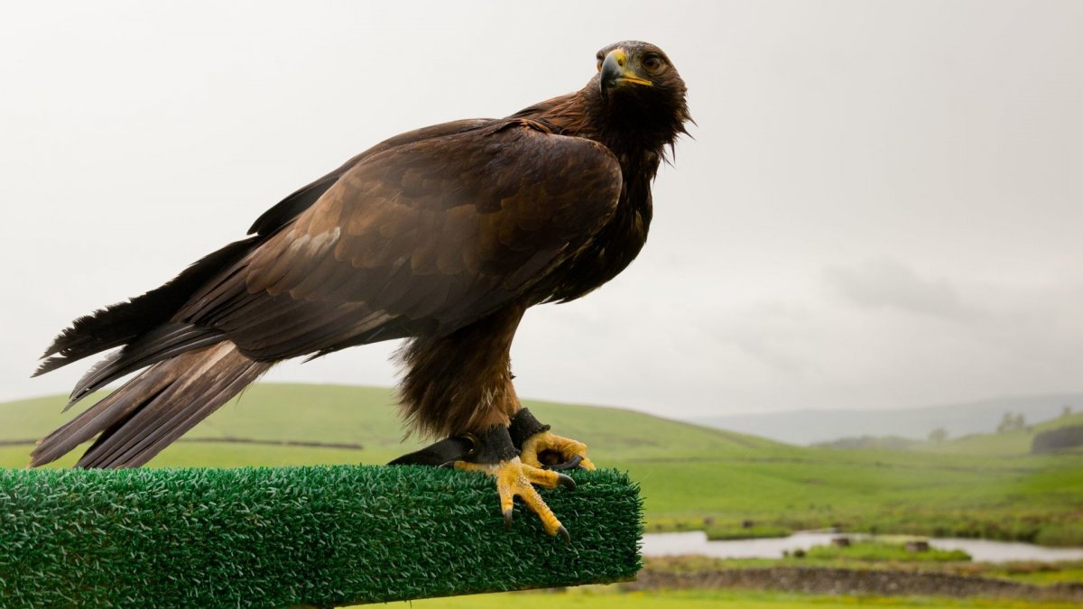 Орёл Беркут в горах