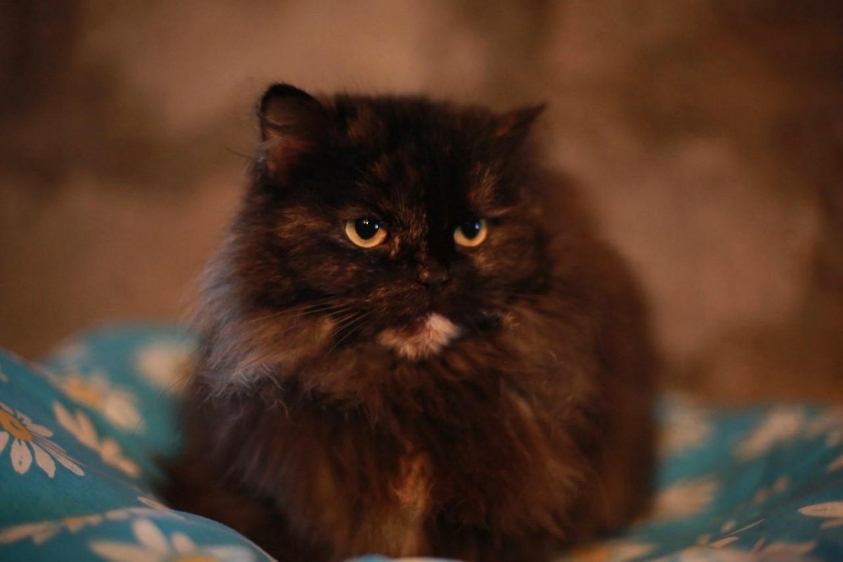 Персидский кот метис