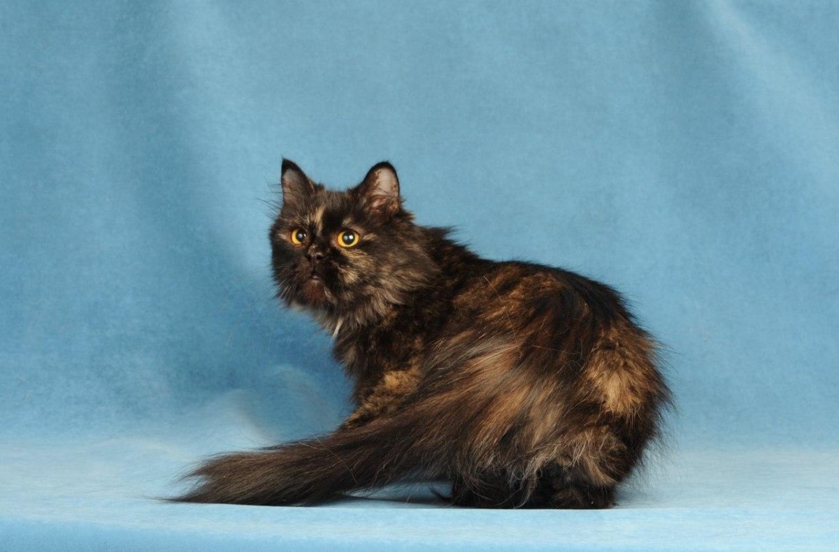 Метис персидской кошки