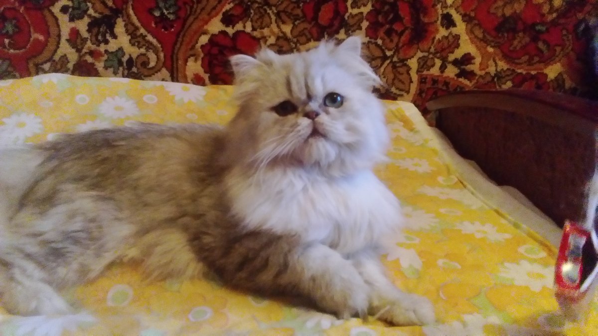 Персидский шиншилла кот рыжий